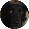 Patrick Daignault profile picture